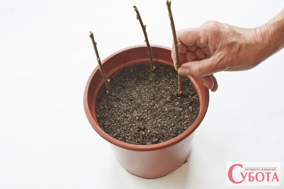 Blackcurrant ongoing care cuttings