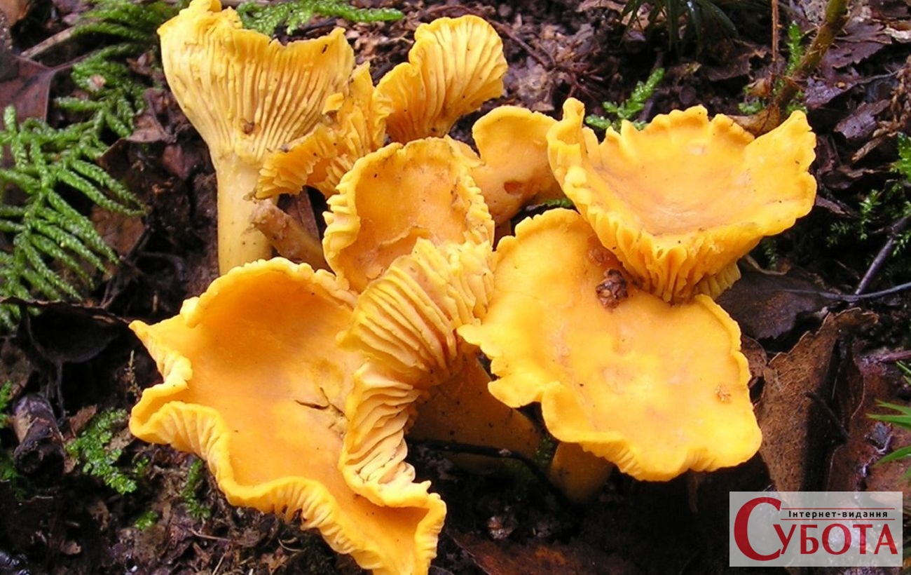 Chanterelle cantharellus cibarius 1300x820