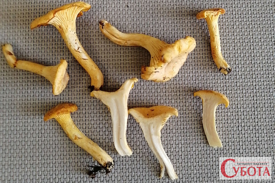 Lysychka zvychajna cantharellus cibarius 7