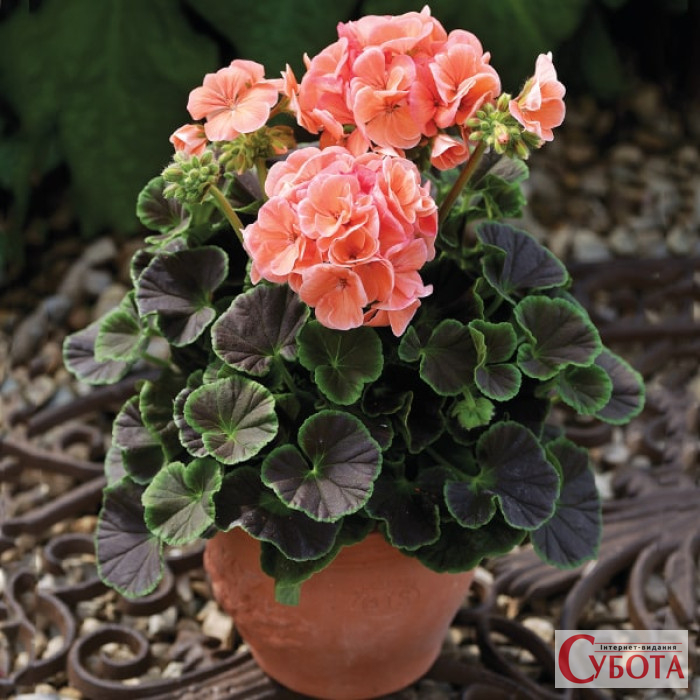 Semena cvetov pelargonium bullseye f1 salmon 700x700 1